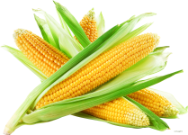 pngimg.com - corn_PNG98660